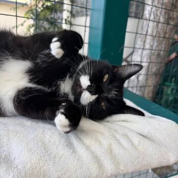 Tuxedo Cats Available for Adoption in Los Angeles, California - Olive | PetCurious