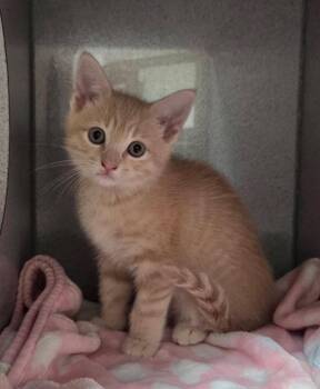 Margarita -  Domestic Short Hair Cat for Adoption in Liverpool, New York - Margarita | PetCurious