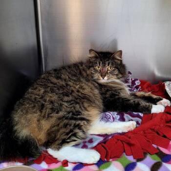 Domestic Long Hair Cats Available for Adoption in Belfair, Washington - Abby | PetCurious