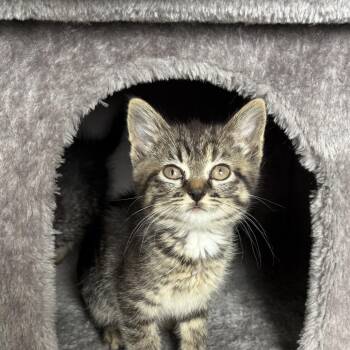 Sandy -  Domestic Short Hair Cat for Adoption in Greenwood, Missouri - Sandy | PetCurious