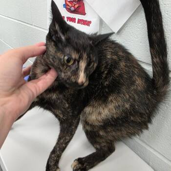 Koko -  Domestic Short Hair Cat for Adoption in Chattanooga, Tennessee - Koko | PetCurious