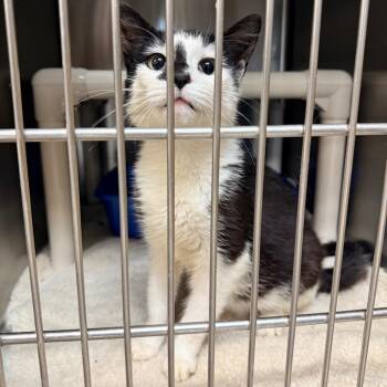 Opal -  Domestic Short Hair Cat for Adoption in Indianapolis, Indiana - Opal | PetCurious