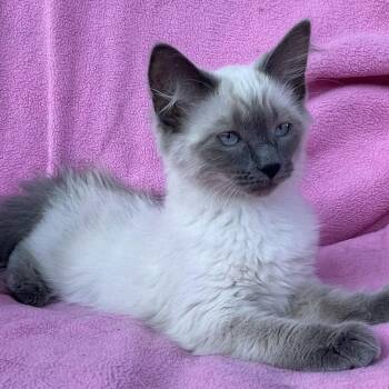 Miso -  Siamese Cat for Adoption in Grand Rapids, Minnesota - Miso | PetCurious