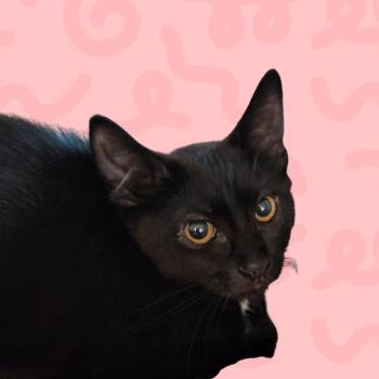 Rhonda -  Domestic Short Hair Cat for Adoption in Reno, Nevada - Rhonda | PetCurious