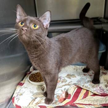 Hazelnut -  Havana Cat for Adoption in Wilmington, Ohio - Hazelnut | PetCurious