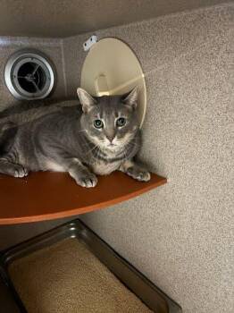 Silver -  Domestic Short Hair Cat for Adoption - Silver | PetCurious