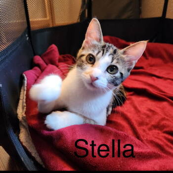 Rescue Domestic Short Hair Cats for Adoption in WDM, Iowa - Stella | PetCurious