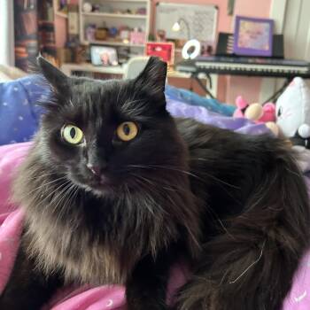 Rescue Domestic Long Hair Cats for Adoption in Catasauqua, Pennsylvania - Foxy | PetCurious