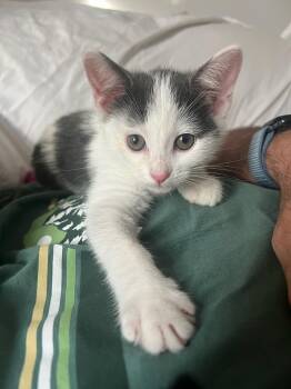 Domestic Short Hair Cats Available for Adoption in Ellicott City, Maryland - Misty | PetCurious