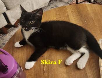 Bunny and Skira -  Domestic Short Hair Cat for Adoption in Melrose, Massachusetts - Bunny And Skira | PetCurious