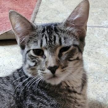 Rascal & Wiggles -  Domestic Medium Hair Cat for Adoption in Liverpool, Texas - Rascal & Wiggles | PetCurious