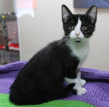 Cringer -  Tuxedo Cat for Adoption in Portage, Wisconsin - Cringer | PetCurious