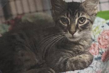 Tomato -  Domestic Short Hair Cat for Adoption in Fort Madison, Iowa - Tomato | PetCurious