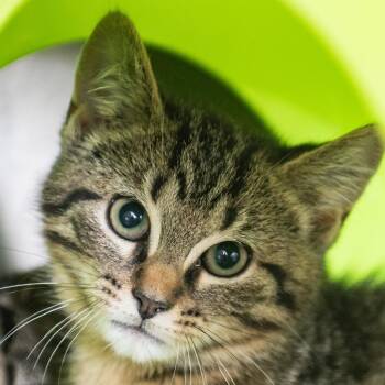 Raymond Gibbons -  Domestic Short Hair Cat for Adoption in Middletown, Rhode Island - Raymond Gibbons | PetCurious