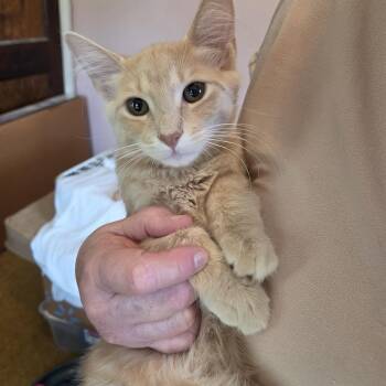 Beam -  Domestic Medium Hair Cat for Adoption in Rossville, Georgia - Beam | PetCurious
