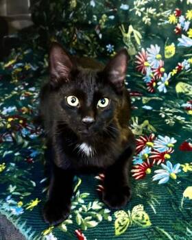 Sanford -  Domestic Short Hair Cat for Adoption in North Babylon, New York - Sanford | PetCurious