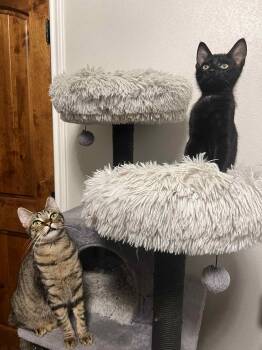 Rescue Domestic Short Hair Cats for Adoption in Mansfield, Texas - Blackberry | PetCurious