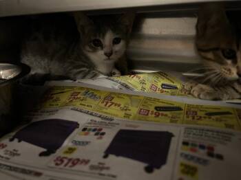 Blue -  Tabby Cat for Adoption in Nacogdoches, Texas - Blue | PetCurious