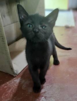 Rescue Domestic Short Hair Cats for Adoption in Snyder, Texas - Tairn | PetCurious