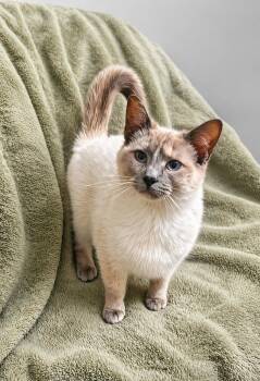 Siamese and Domestic Short Hair Cats Available for Adoption in Greensboro, North Carolina - Sammi | PetCurious