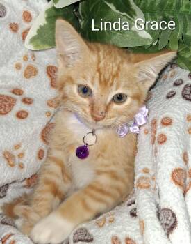 Linda Grace -  Domestic Short Hair Cat for Adoption in Redondo Beach, California - Linda Grace | PetCurious