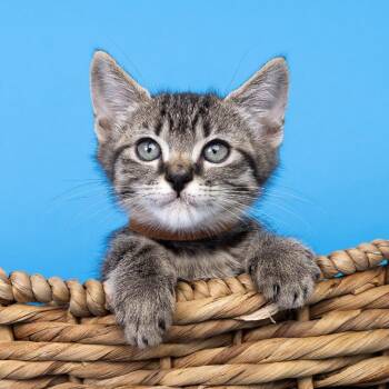 Nori -  Domestic Short Hair Cat for Adoption in Franklin, Tennessee - Nori | PetCurious