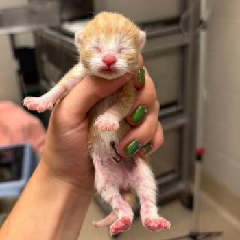 Jack Jack -  Domestic Short Hair Cat for Adoption in Bristol, Indiana - Jack Jack | PetCurious