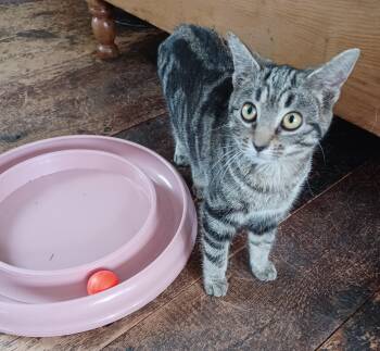 Domestic Short Hair Cats Available for Adoption - Twiggy | PetCurious