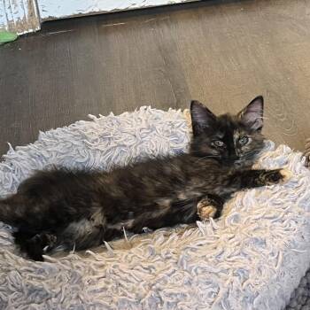 Nellie -  Domestic Short Hair Cat for Adoption in Brownsboro, Alabama - Nellie | PetCurious
