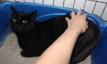 Domestic Short Hair Cats Available for Adoption - Freddy | PetCurious