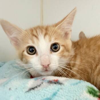 Max (bonded w/ Ruby) -  Domestic Short Hair Cat for Adoption in Oakland, California - Max (bonded W/ Ruby) | PetCurious