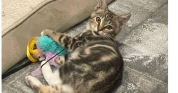 Rescue Domestic Short Hair Cats for Adoption in Virginia Beach, Virginia - Wrenly | PetCurious