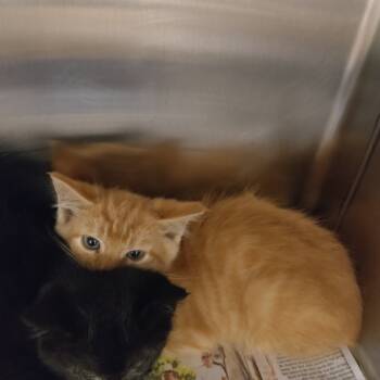 Rescue Domestic Short Hair Cats for Adoption in Chattanooga, Tennessee - Peanut | PetCurious