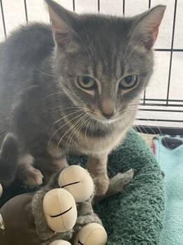 Domestic Short Hair Cats Available for Adoption in Lunenburg, Massachusetts - Big Mac | PetCurious