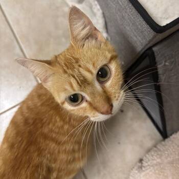 Domestic Short Hair Cats Available for Adoption in Lakeland, Florida - Penny | PetCurious