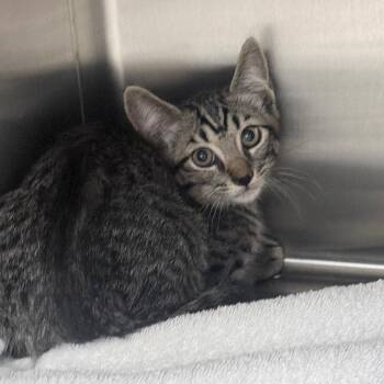 Jimmy -  Domestic Short Hair Cat for Adoption in Jupiter, Florida - Jimmy | PetCurious