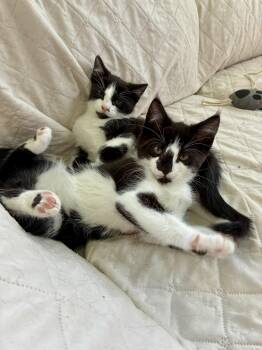 Extra Toes Cat Hemingway Polydactyl and Domestic Short Hair Cats Available for Adoption in Greenville, Delaware - Fern, Willow Grove PS (FCID 05/06/2026-136) | PetCurious