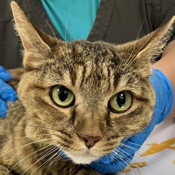 Dusty -  Domestic Short Hair Cat for Adoption in Las Cruces, New Mexico - Dusty | PetCurious