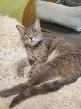 Rescue American Shorthair Cats for Adoption in Tunica, Mississippi - Monica | PetCurious