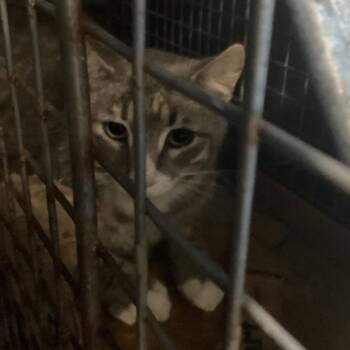 Domestic Short Hair Cats Available for Adoption in Montgomery, Alabama - Noah | PetCurious