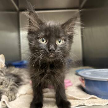 Beans -  Domestic Long Hair Cat for Adoption in La Grange Park, Illinois - Beans | PetCurious