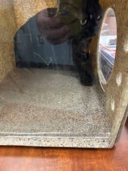 Salty -  Domestic Short Hair Cat for Adoption in Mobile, Alabama - Salty | PetCurious