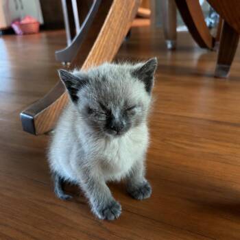 Ares C11061 -  Siamese and Domestic Short Hair Cat Available for Adoption - Ares C11061 | PetCurious