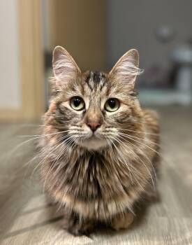 Rescue Domestic Long Hair Cats for Adoption in Seattle, Washington - Padme | PetCurious