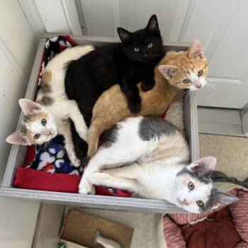 Candy -  Domestic Short Hair Cat Available for Adoption in Kanab, Utah - Candy | PetCurious