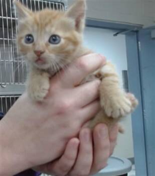 Domestic Medium Hair Cats Available for Adoption in Salinas, California - PHOENIX | PetCurious