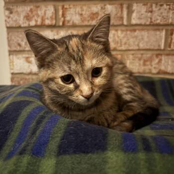 Peony -  Torbie and Domestic Short Hair Cat Available for Adoption in Lombard, Illinois - Peony | PetCurious