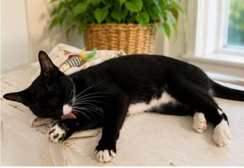 Katy -  American Shorthair Cat for Adoption in Westwood, New Jersey - Katy | PetCurious