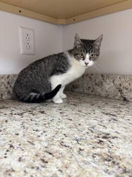 Fabio -  Domestic Short Hair Cat for Adoption in Salmon, Idaho - Fabio | PetCurious