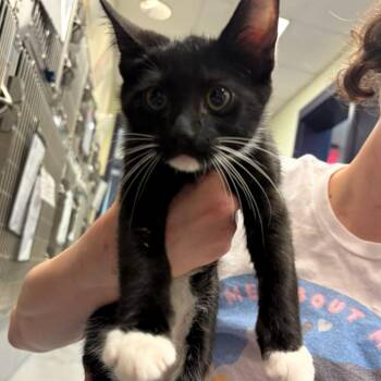 Domestic Short Hair Cats Available for Adoption in Charlottesville, Virginia - Olympic | PetCurious